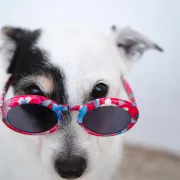 Šapa luda nalazi se svuda! Ovo su najslađi psi Instagrama