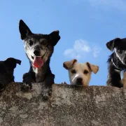 Je li i tvoj među njima? Ovo su najneposlušnije pasmine pasa
