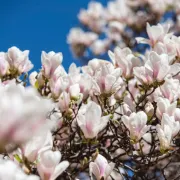 Nježna magnolija simbol je proljeća, no jesi li znala da je možeš i jesti?