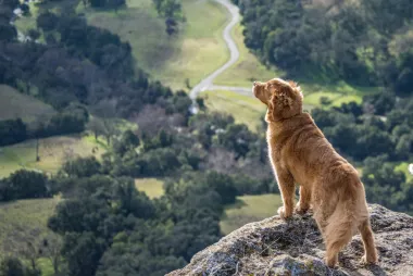 Vide li psi boje? Znaš li kako tvoj pas vidi svijet?