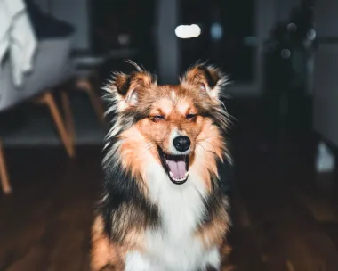 Vide li psi boje? Znaš li kako tvoj pas vidi svijet?
