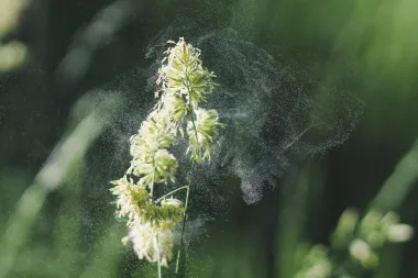 Sezona je proljetnih alergija. Znaš li kako ublažiti simptome?