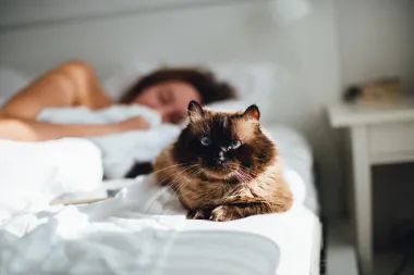 Dijeljenje kreveta s kućnim ljubimcima - da ili ne?