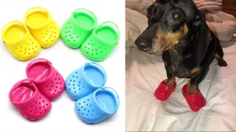 Crocsice za pse najnoviji su trend - bi li ih tvoj ljubimac nosio?