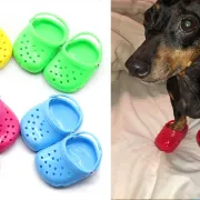 Crocsice za pse najnoviji su trend - bi li ih tvoj ljubimac nosio?