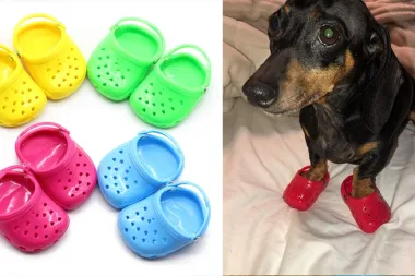 Crocsice za pse najnoviji su trend - bi li ih tvoj ljubimac nosio?