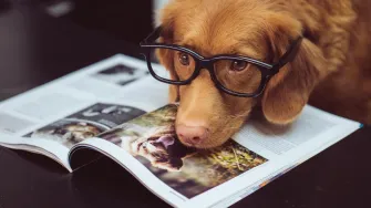 Pas te stalno prati pogledom? 6 stvari koje ti možda pokušava reći