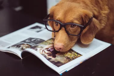 Pas te stalno prati pogledom? 6 stvari koje ti možda pokušava reći