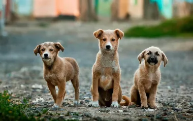 Pas te stalno prati pogledom? 6 stvari koje ti možda pokušava reći