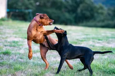 Pas te stalno prati pogledom? 6 stvari koje ti možda pokušava reći
