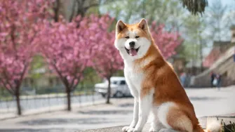 5 zanimljivosti o japanskoj akiti - pasmini koja osvaja na prvi pogled