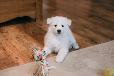 Potvrdili veterinari: Stvari koje imaš kod kuće, a koje mogu biti otrovne za tvog psa