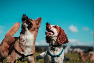 Potvrdili veterinari: Stvari koje imaš kod kuće, a koje mogu biti otrovne za tvog psa