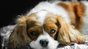 Cavalier King Charles španijel - vesela i neodoljiva pasmina koja obožava djecu