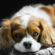 Cavalier King Charles španijel - vesela i neodoljiva pasmina koja obožava djecu