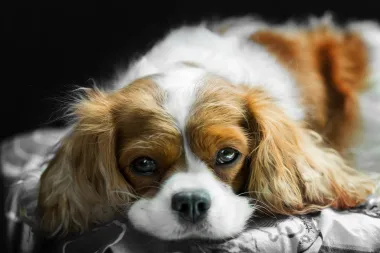 Cavalier King Charles španijel - vesela i neodoljiva pasmina koja obožava djecu