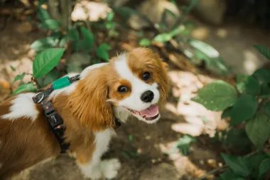 Cavalier King Charles španijel - vesela i neodoljiva pasmina koja obožava djecu