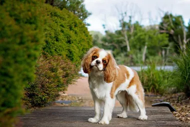 Cavalier King Charles španijel - vesela i neodoljiva pasmina koja obožava djecu