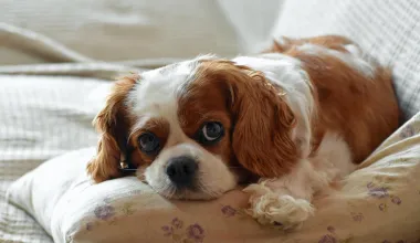 Cavalier King Charles španijel - vesela i neodoljiva pasmina koja obožava djecu