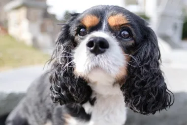Cavalier King Charles španijel - vesela i neodoljiva pasmina koja obožava djecu