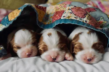 Cavalier King Charles španijel - vesela i neodoljiva pasmina koja obožava djecu