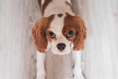 Cavalier King Charles španijel - vesela i neodoljiva pasmina koja obožava djecu
