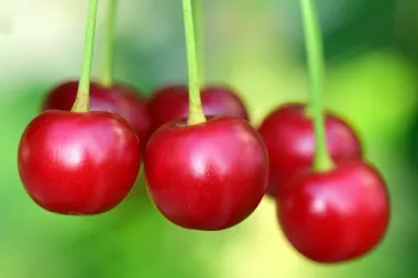 Kremasti kolač sa višnjama - recept i priprema