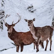 Dolina jelena kod Plitvica savršena je ideja za zimski izlet