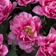 Dior tulipani: Jedna od najljepših cvjetnih sorti osvaja na prvi pogled