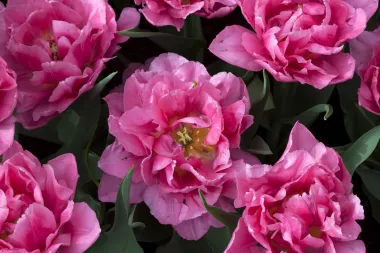 Dior tulipani: Jedna od najljepših cvjetnih sorti osvaja na prvi pogled