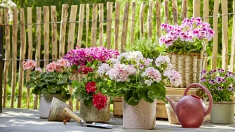 Pet savjeta za kupnju pelargonija koje će cvjetati kao lude