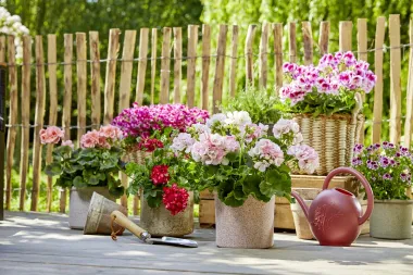 Pet savjeta za kupnju pelargonija koje će cvjetati kao lude