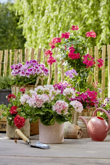 Pet savjeta za kupnju pelargonija koje će cvjetati kao lude
