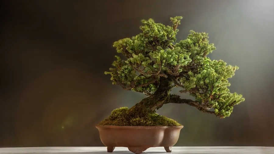 Odakle potjee bonsai drvo i koje je njegovo znaenje - ena.hr