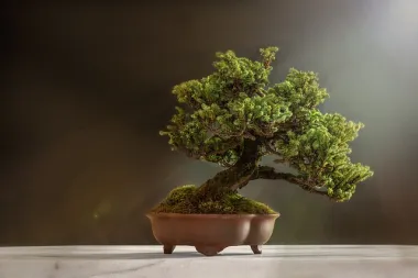 Koje značenje ima bonsai drvo? Odakle potječe bonsai drvo?