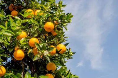 Najbolje vrste voća za prehranu s niskim udjelom ugljikohidrata