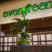 Novouređeni interijer Evergreen - sushi experience restorana spoj je japanske tradicije i suvremenog dizajna