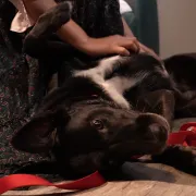 Iva Čoh