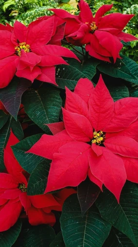 Božićna zvijezda unosi toplinu u svaki dom, evo kako da vam traje cijelih blagdana