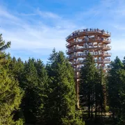 Jednodnevni izlet: Put među krošnjama čaroban je izlet u šumi
