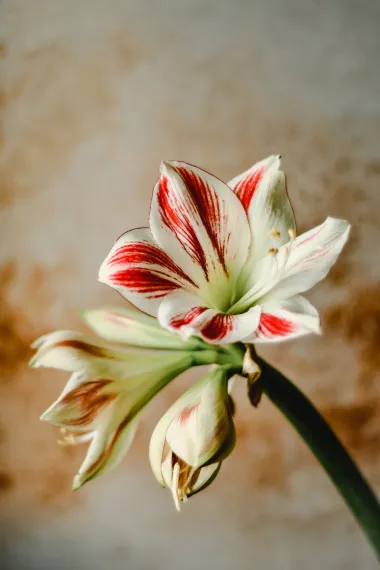 Amarilis je cvijet koji je osvojio mnoge domove, a prilično se jednostavno održava