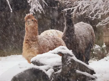 Životinje u Zoološkom vrtu uživaju u snijegu, a posjetiteljima je donio Egzotične subote