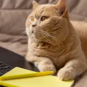 Svoje i slatke: Zašto mačke obožavaju spavati na tvom laptopu ili krilu?