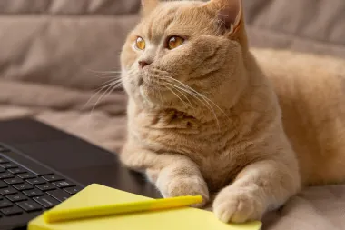Svoje i slatke: Zašto mačke obožavaju spavati na tvom laptopu ili krilu?