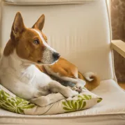 Basenji – inteligentna i aktivna pasmina koja ne laje