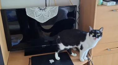 Ovo su vaši tabletići koji su nas oduševili - svi smo uz Baby Lasagnu!