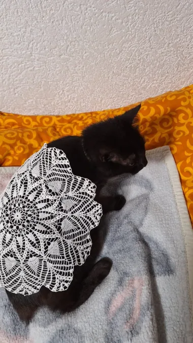 Ovo su vaši tabletići koji su nas oduševili - svi smo uz Baby Lasagnu!