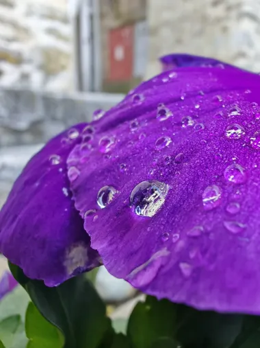 Uvjerili smo se: 3 razloga zašto odabrati HONOR Magic6 Pro pametni telefon