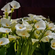 Za sve zaljubljenike u cvijeće: Floraart se uskoro održava na Bundeku