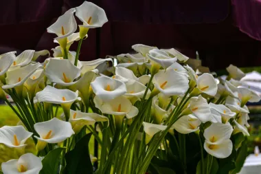 Za sve zaljubljenike u cvijeće: Floraart se uskoro održava na Bundeku